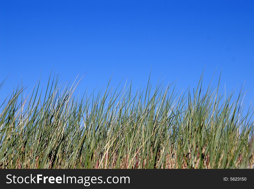 Landscape with green grass and blue sky. Landscape with green grass and blue sky