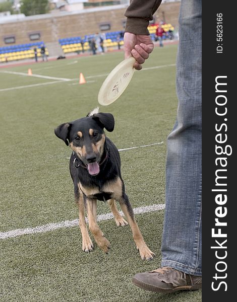 Dog playing with frisbee