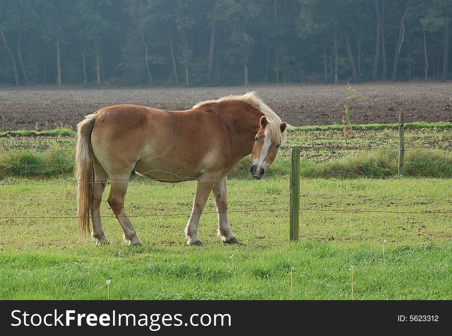 Grazing horse behind a fence