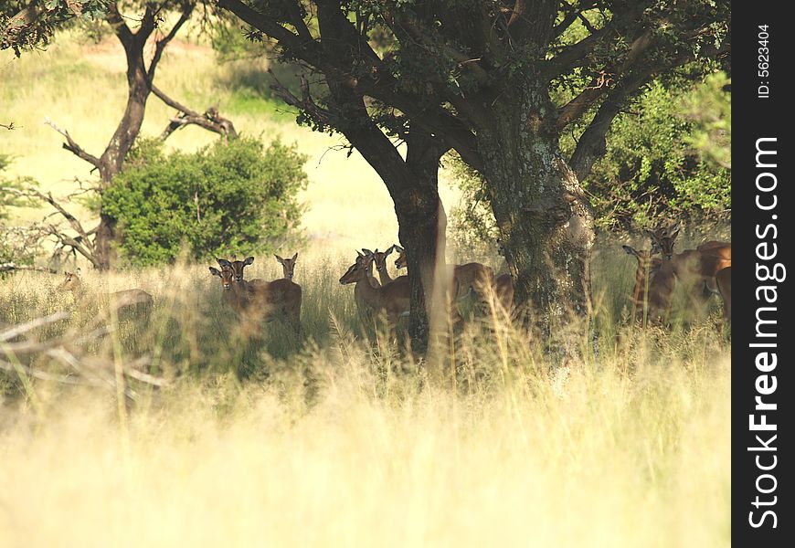 Impala Herd