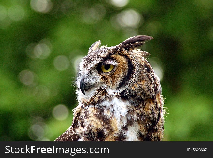 Spotted owl against green background. Spotted owl against green background