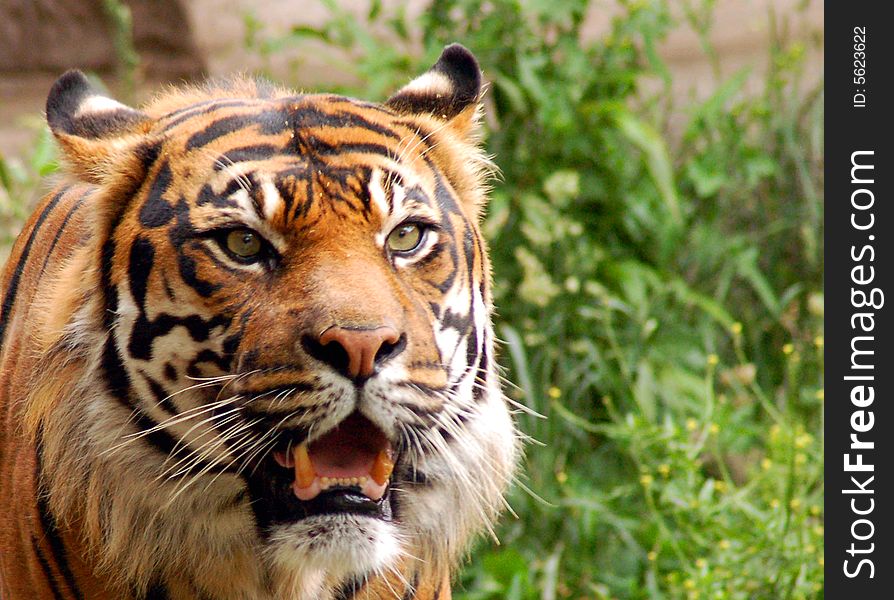 Close-up of siberian tiger