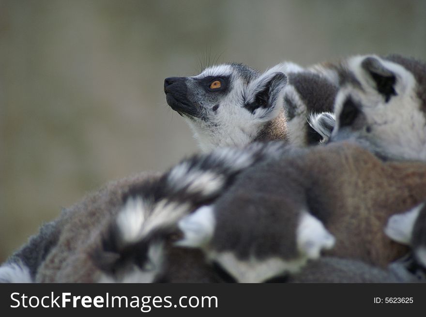 Lemurs from Madagascar at Bioparc Valencia, Spain. Lemurs from Madagascar at Bioparc Valencia, Spain