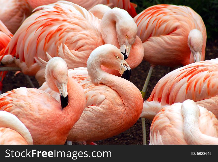 Flock of pink flamingos at the zoo. Flock of pink flamingos at the zoo