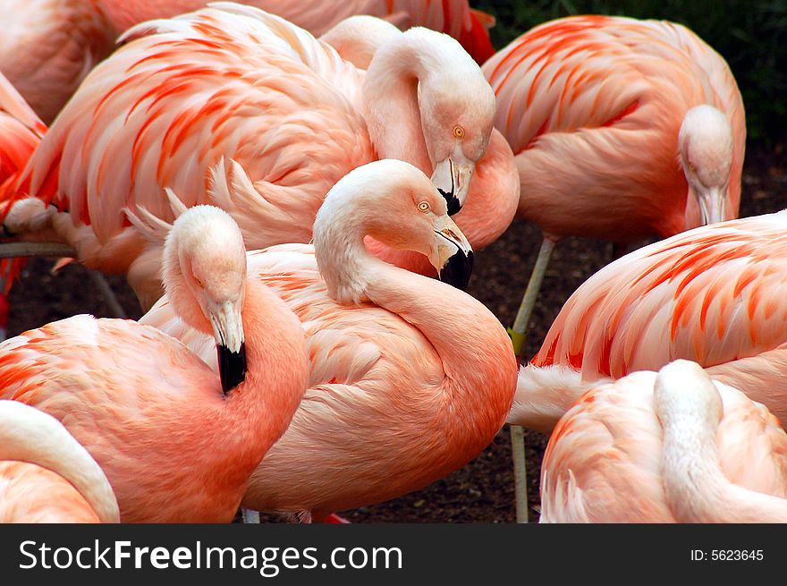 Flamingo Flock