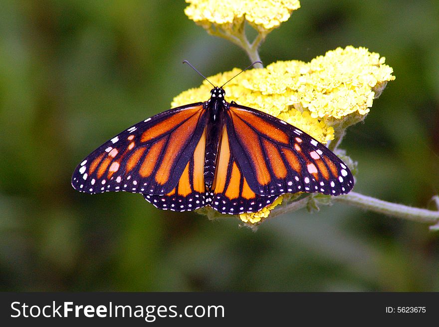 Monarch butterfly on yellow flower