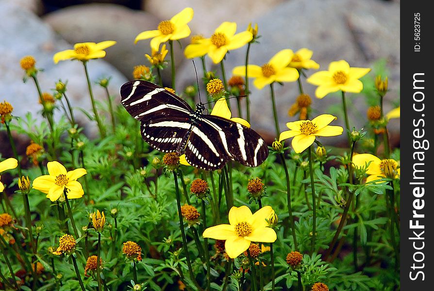 Black and white butterfly on yellow flower