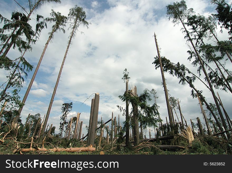 Windbreak In A Forest