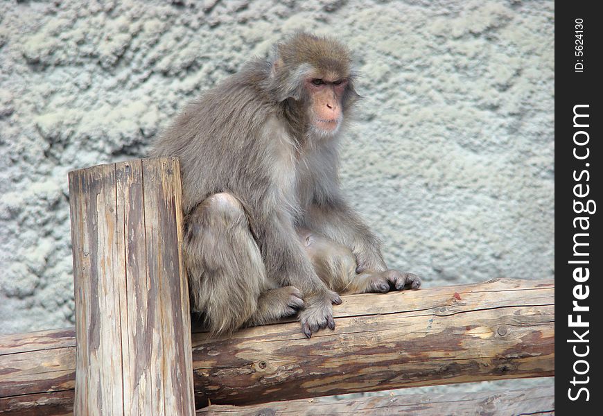 The Japanese macaque, gentle macaque, snow monkey Macaca fuscata the most northern kind of monkeys. The Japanese macaque, gentle macaque, snow monkey Macaca fuscata the most northern kind of monkeys