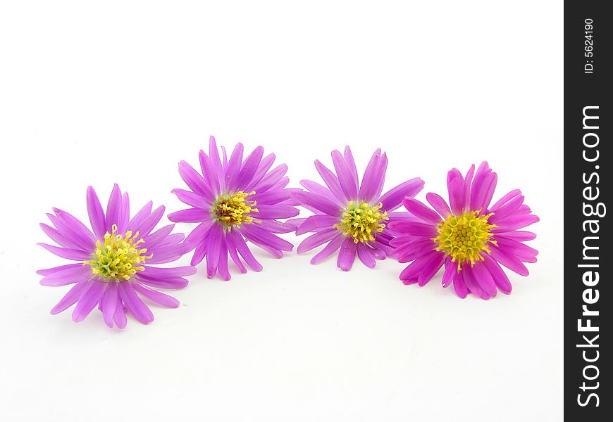 Pink flowers isolated over white background, concept of beauty.