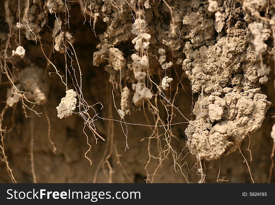 Texture of dirt with roots