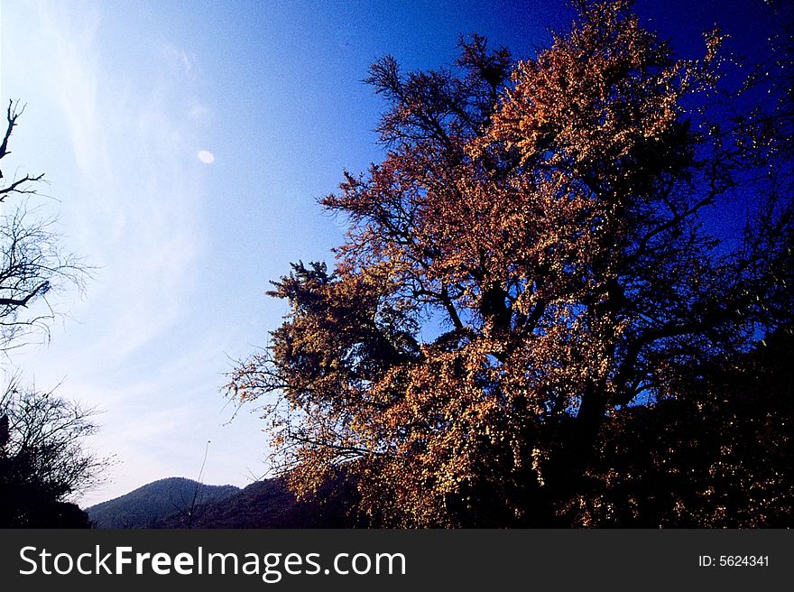 Yellow gingko with blue sky