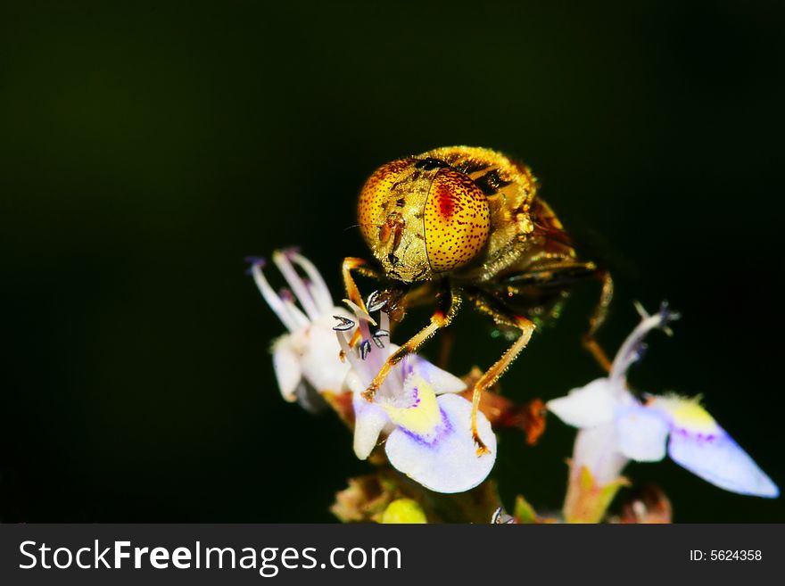 The fly falling on a flower . shoot it in a garden . The fly falling on a flower . shoot it in a garden .