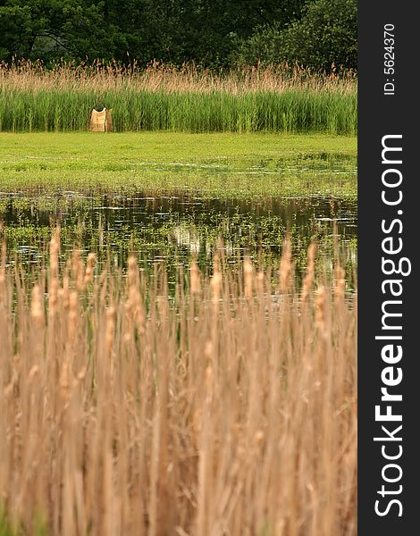Background of reed with shallow depth of field. Background of reed with shallow depth of field