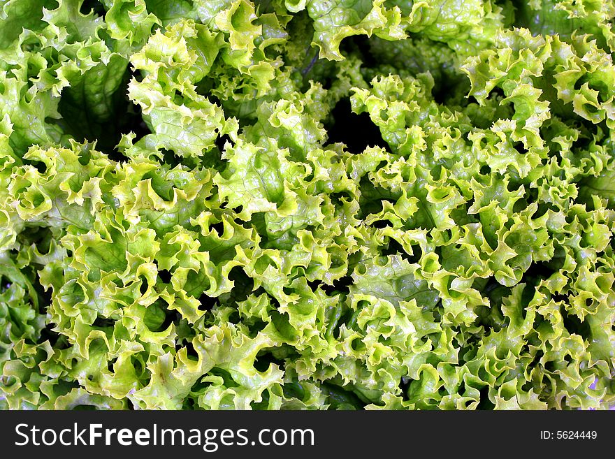 Green crepe lettuce -you can use as background. Green crepe lettuce -you can use as background