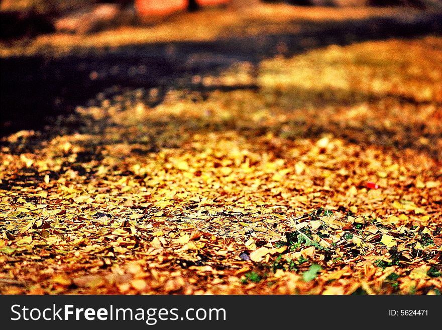 Yellow ginkgo leaves in the sun light