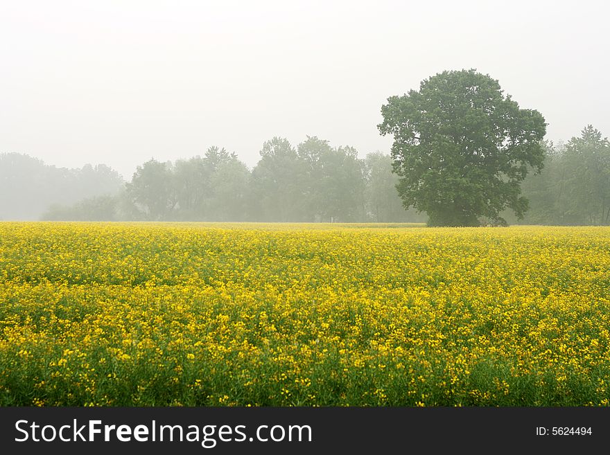 Solitaire tree in fog surrounded by colza field
