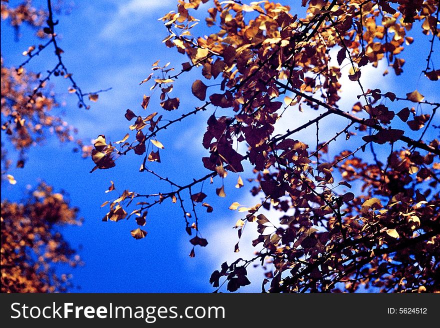 Yellow gingko with blue sky