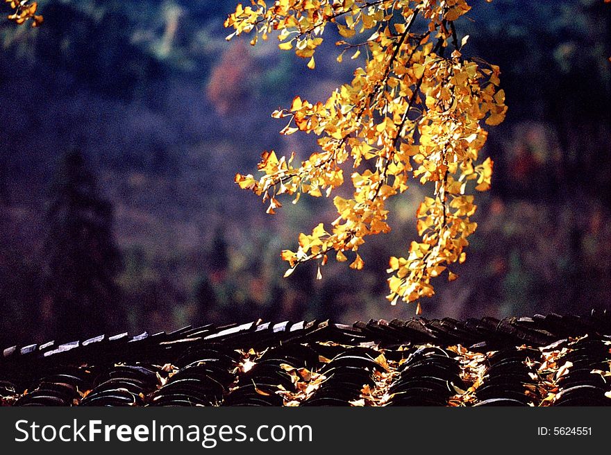 Yellow gingko with black tiles