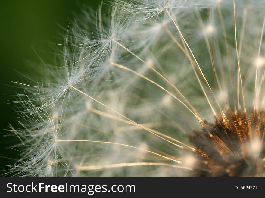 Closeup of dandelion against green background. Closeup of dandelion against green background