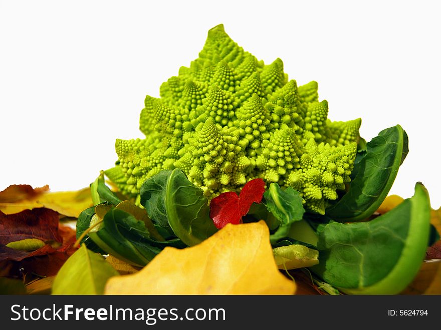 Roman cauliflower over autumnal leaves with a white background
