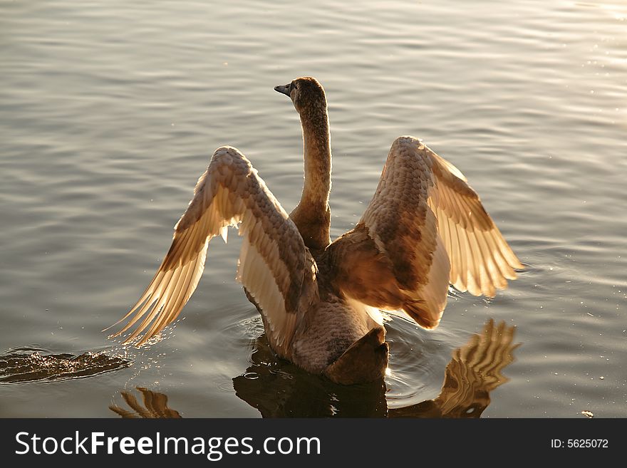 Wild swan with opened wings. Wild swan with opened wings.