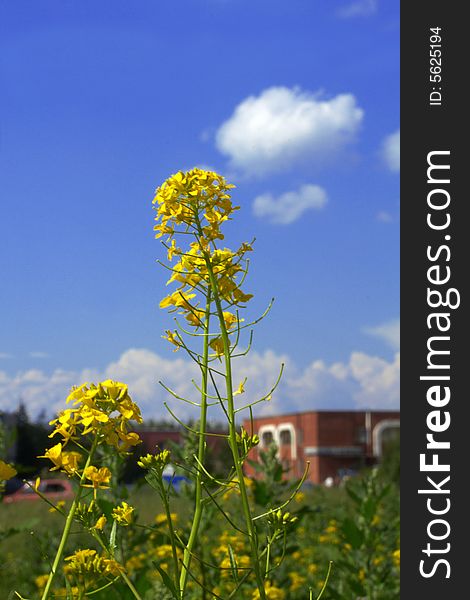 Yellow field flowers and green grass on a background of the dark blue sky with clouds