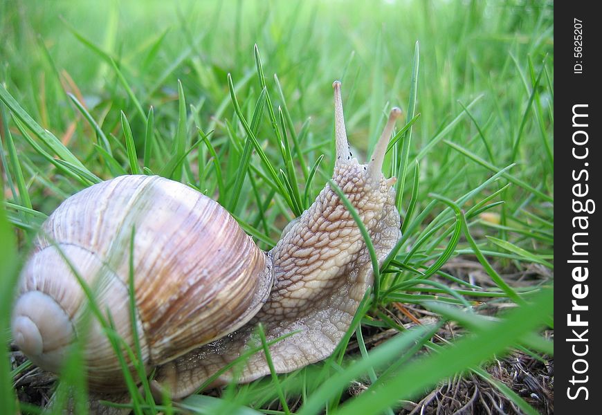 Lovely little snail making his way through the grass. Lovely little snail making his way through the grass.