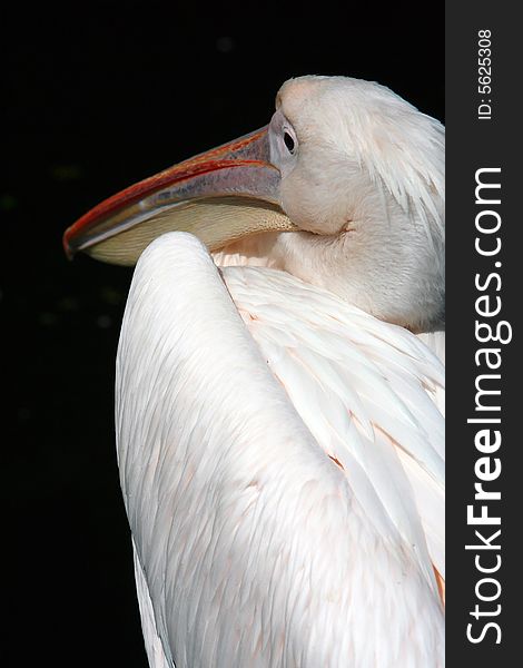 Pelican's portrait, white feathers and red nub