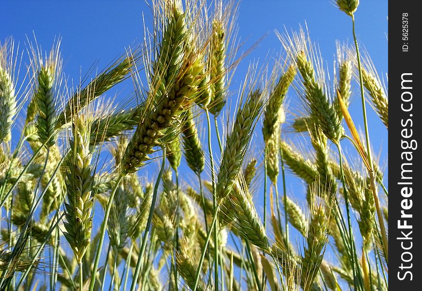 Barley ears seen from lower perspective