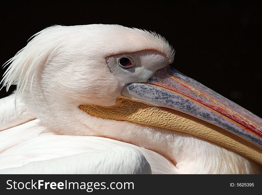 The pelican's portrait, arrogant look