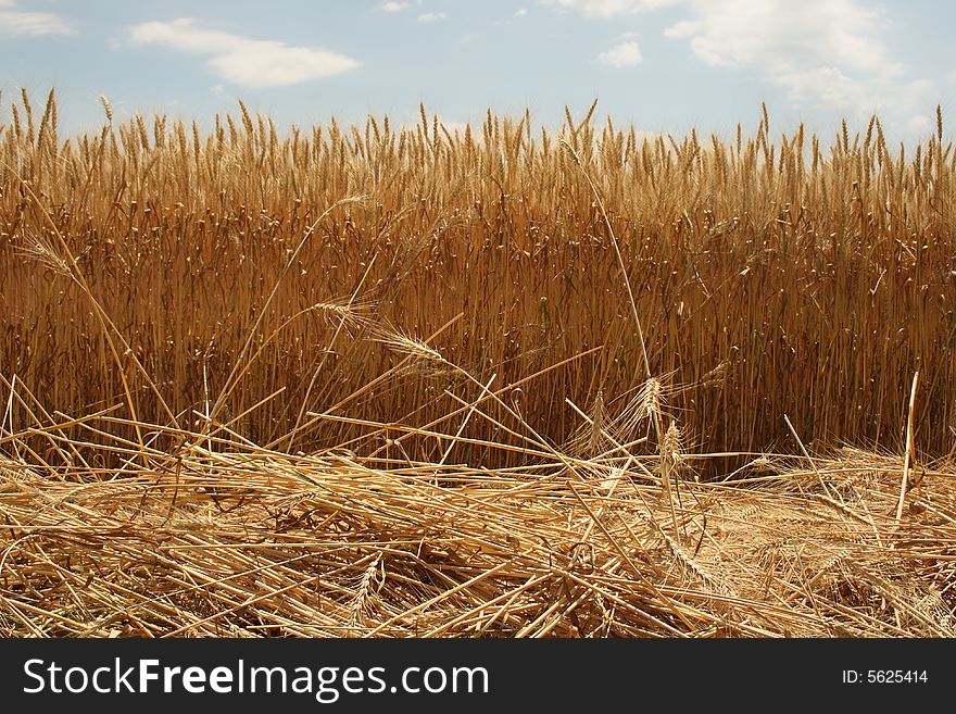 Field Of Ripened Wheat