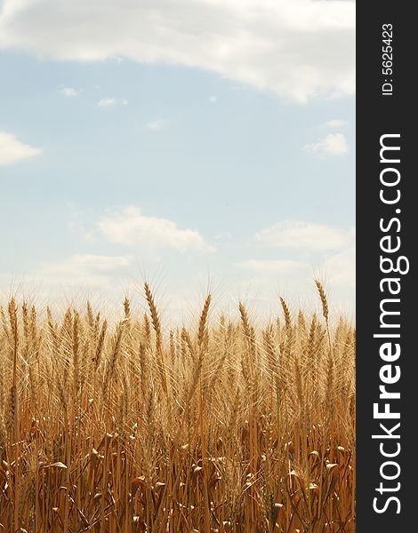 Field of ripened wheat, the beginning of harvesting