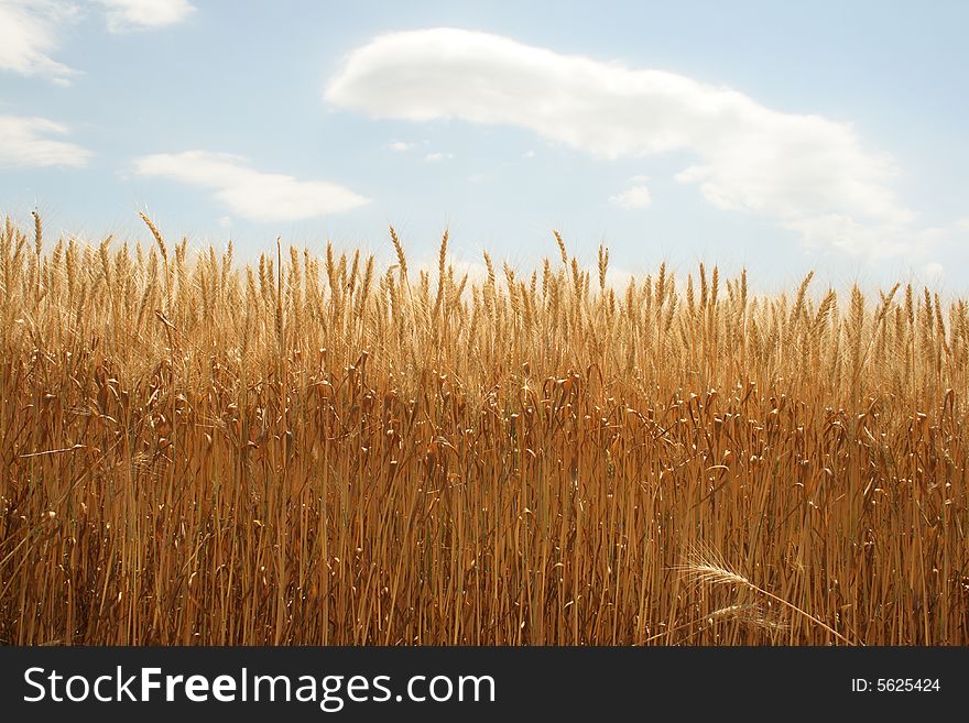 Field of ripened wheat, the beginning of harvesting