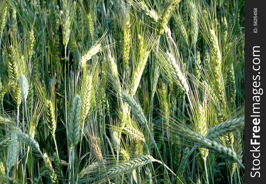 Numerous Barley ear in a field. Numerous Barley ear in a field