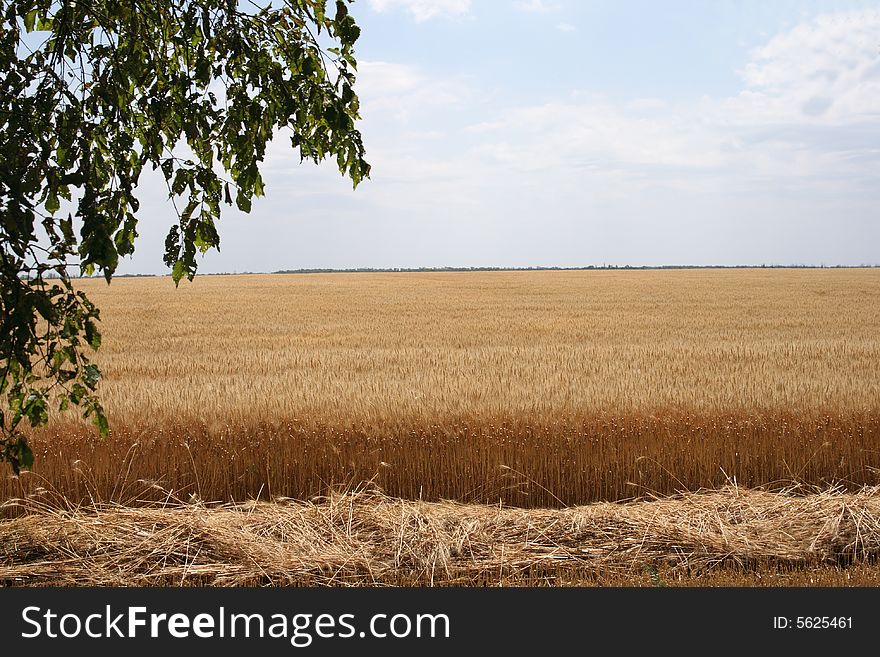 Field Of Ripened Wheat