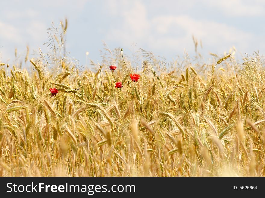 Four poppies and wheat field. Four poppies and wheat field