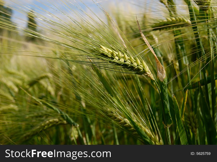 Close-up of green wheat field