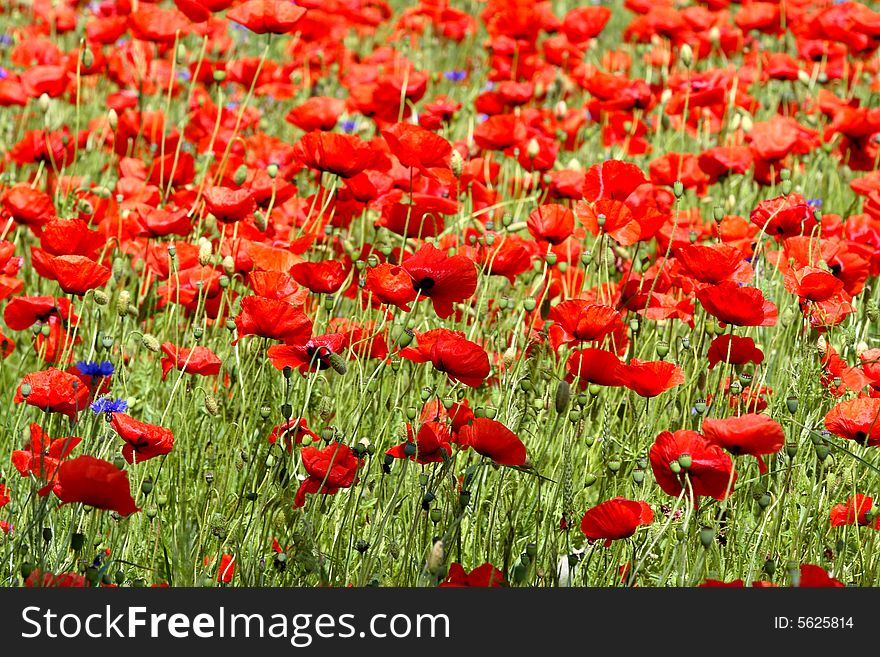 Poppies - Flowers