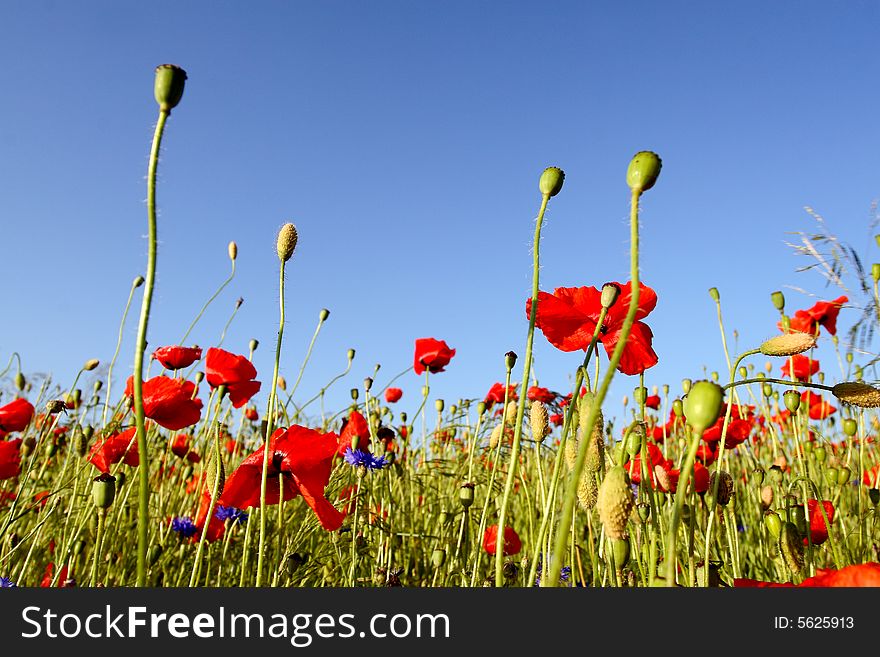 Spring landscape scene - red poppies. Spring landscape scene - red poppies