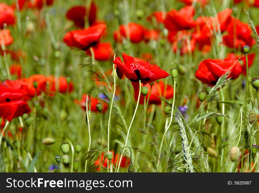 Poppies - flowers