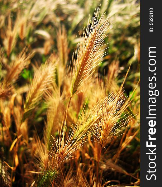 Golden wheat landscape under sun