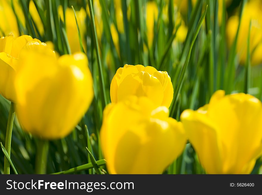 Glade of yellow tulips, spring season