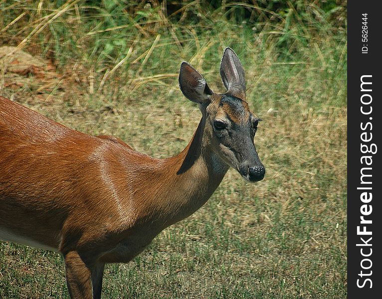 Photographed Doe in our backyard in rural Georgia.