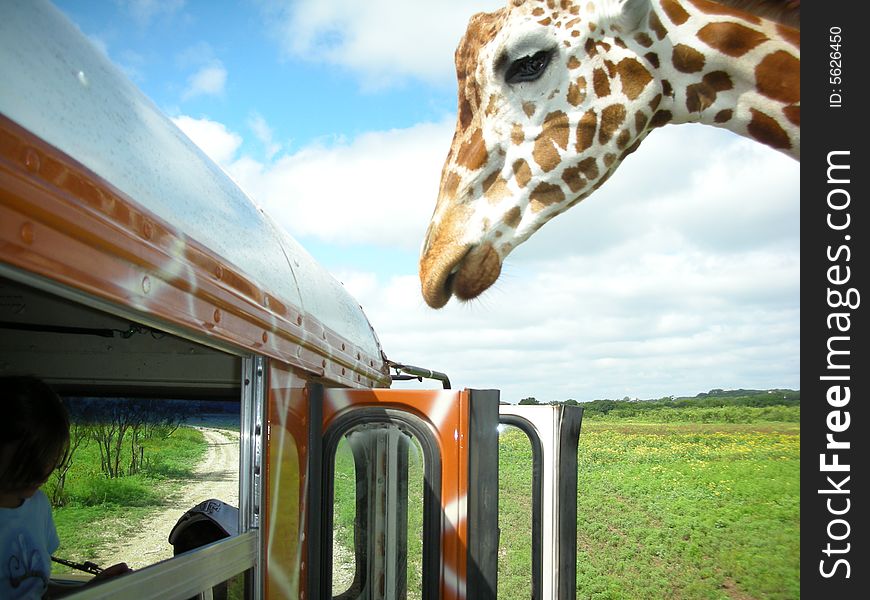 A hungry giraffe inspects a tour bus for food. A hungry giraffe inspects a tour bus for food