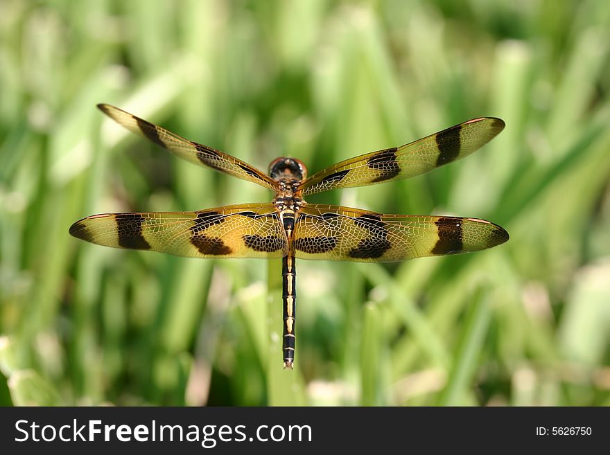 Top view of a Dragonfly