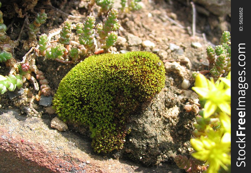 Round green moss on the stone macro