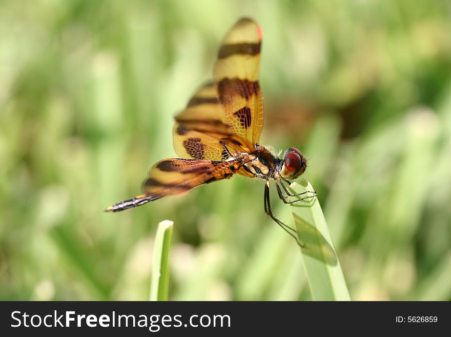 Side view of a Dragonfly