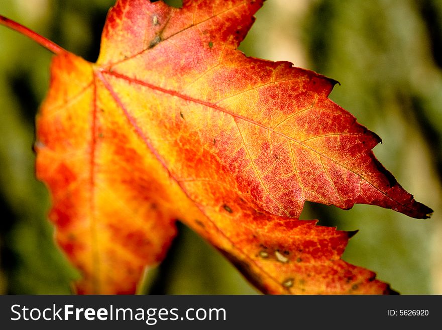 A leaf with autumn colors falls from a tree. A leaf with autumn colors falls from a tree