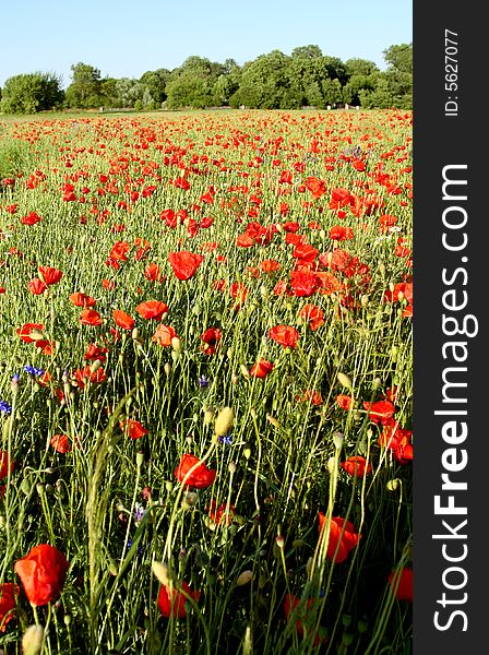 Spring landscape scene - red poppies. Spring landscape scene - red poppies